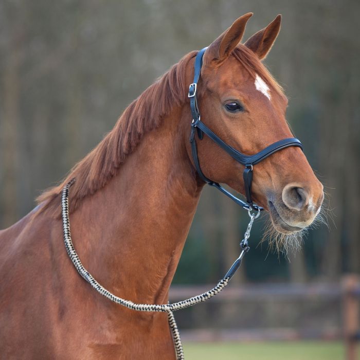 QHP Salerno Leadrope
