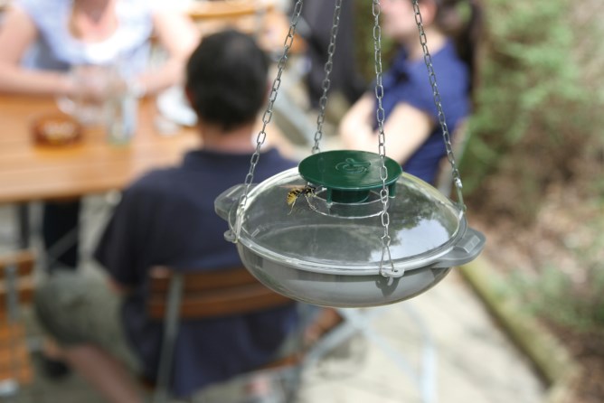 Wasp Trap