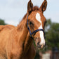 Head collar Falabella