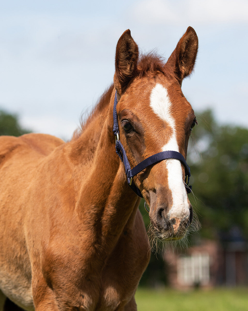 Head collar Falabella