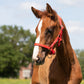 Head collar Falabella