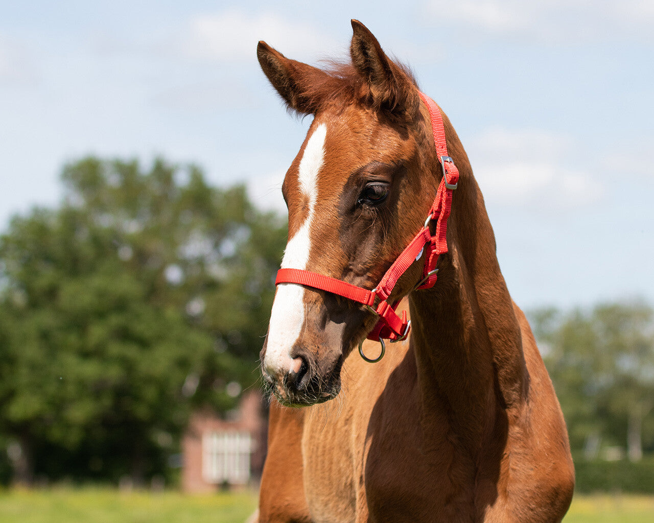 Head collar Falabella