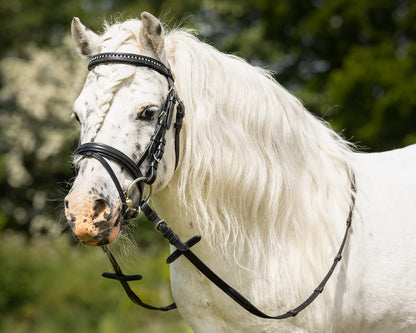 Bridle Beli