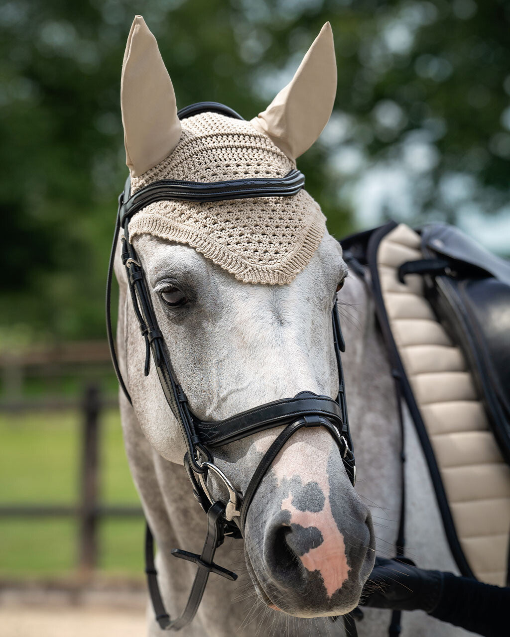 QHP Salerno Bridle