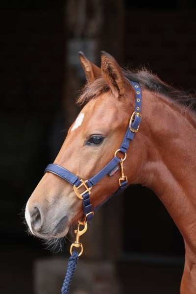 Foal Halter