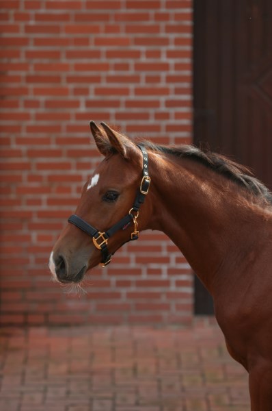Foal Halter