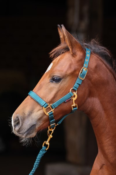 Foal Halter